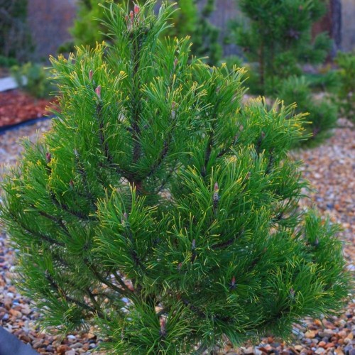 Pinus mugo 'Yellow Tip' - Mägimänd 'Yellow Tip' C5/5L